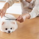 내 강아지 미용실 이미지