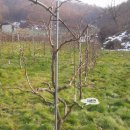 대추나무 이미지