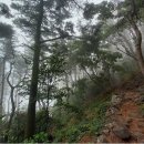 [김서정의 숲과 쉼]달맞이길과 관광열차 사이 숲길을 걷는 부산 해운대구 갈맷길 문탠로드 이미지