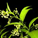 묘한향기 이미지