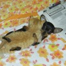 웃으면복이와요 이미지