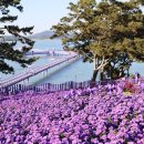 퍼플섬민박 이미지