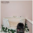 설 grooming | [천안애견미용/두정동애견미용/성정동애견미용] 블랙토이푸들 까누 방문 후기입니다