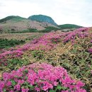 [강정효의 한라산 이야기] 7.한라산철쭉제 변천사 이미지