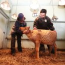 한우사육사 이미지