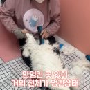 미용하냥 이미지