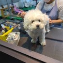 우리펫살롱 이미지