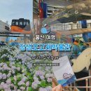 울산 여행 장생포고래박물관 입장료 주차 기념품 수국축제 후기