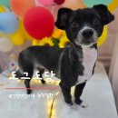 도그도담 | 흑당이 생애 첫 애견미용은 친절한 도그도담 구월동애견미용