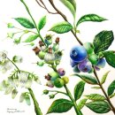 보타니컬아트(식물세밀화) 이미지