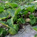 해뜨는바다 이미지