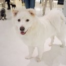 개놀자까페 이미지