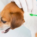 탑스동물병원 이미지