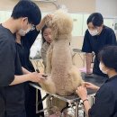 김재용애견미용학원