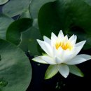 들꽃산장 이미지