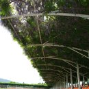 등나무 운동장 이미지