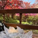 덕진-124 | 전주 완산꽃동산 왕겹벚꽃 + 먹방 코스 완벽 후기 (4월 18일 현황)