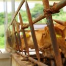 청기와숯불촌 이미지