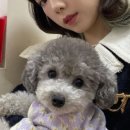 남창애견 이미지