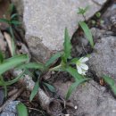 개별꽃 Pseudostellaria heterophylla (Miq.) Pax 이미지