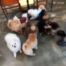 메르시몽프레 포메분양&애견카페 이미지