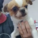 솜사탕 애견미용실 이미지