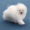 수지애견 이미지