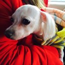 에덴동물병원 | 수원 저렴한 동물병원 추천 :: 별이의 첫 스케일링 &amp; 충치치료 받은날! 과잉진료 없는 에덴동물병원 후기