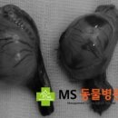 MS동물병원 이미지
