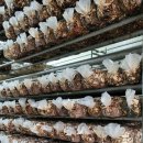겨울철 표고버섯은 쫄깃쫄깃 더 맛있어요