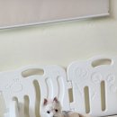 댓츠댕댕스쿨 이미지