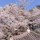 경마공원역 6번 출구 | 경마도 보고 벚꽃도 볼 수 있는 곳은 어디? 렛츠런파크서울 벚꽃 실시간 후기, 경마공원 주차정보