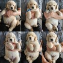 쿨스타스 이미지