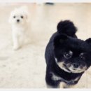 유일유치원 | 역삼동 강아지 유치원 호텔 미용 올인원 켈리독 후기