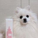 더케어벳 이미지