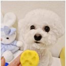 부산애견 이미지