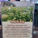 앞산손메밀묵집 | 대구앞산카페거리 맛집 앞산손메밀묵집 건강밥상