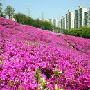 경기도 5월 축제 가볼만한곳 -군포철쭉동산 이미지