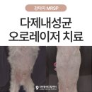 앞선동물병원 | 오로레이저를 이용한 MRSP 감염 치료케이스 - 울산·포항·경주 피부 동물병원 에스동물메디컬센터