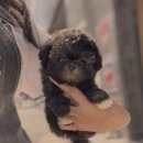 예쁜강아지 이미지