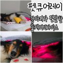 강아지 절뚝거림 펫큐어레이 커버큐 한 달 사용 후기