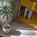 수플라워 | 잠원동 꽃집 나무수플라워앤가든 논현역 개업화분 24시 픽업가능