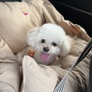 미 플러스 | 반려견 눈물자국 관리 | 꼭 필요한 영양제 추천 (쇼미플러스 내 돈 내산 후기)