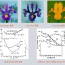 화훼 ＞ 구근류＞구근아이리스 이미지