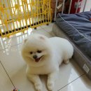 오늘도이쁘개 이미지