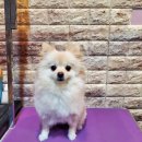 솜이 펫살롱 이미지