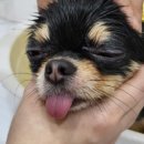 씨유펫 불당점 이미지