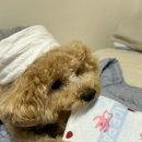 꿀강아지 테리하우스 네이버블로그