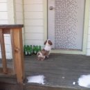 도시 강아지 이미지