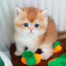 대구고양이분양 테디럽 이미지